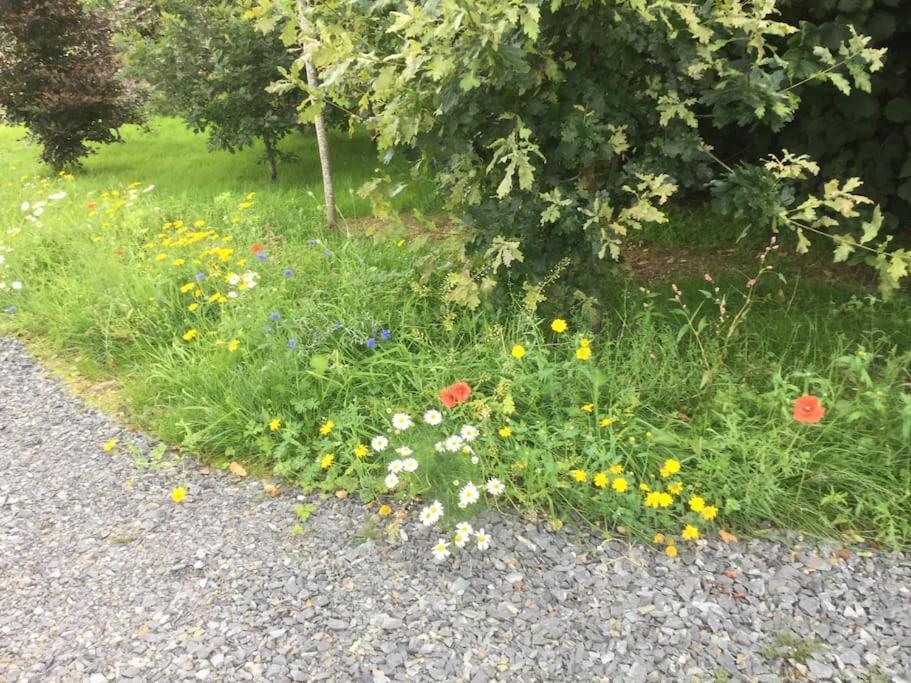 An Bothán-Cosy Cottage in the Cooley Mountains Dundalk Esterno foto