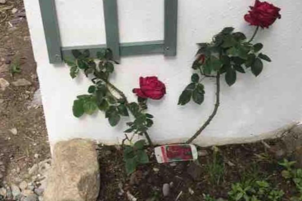 An Bothán-Cosy Cottage in the Cooley Mountains Dundalk Esterno foto